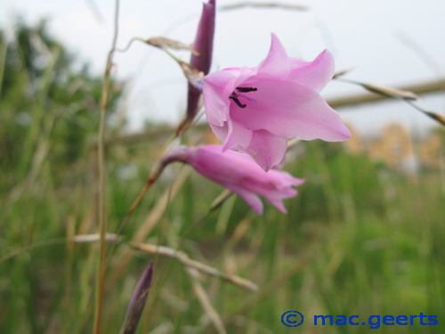 Dierama grandiflorum